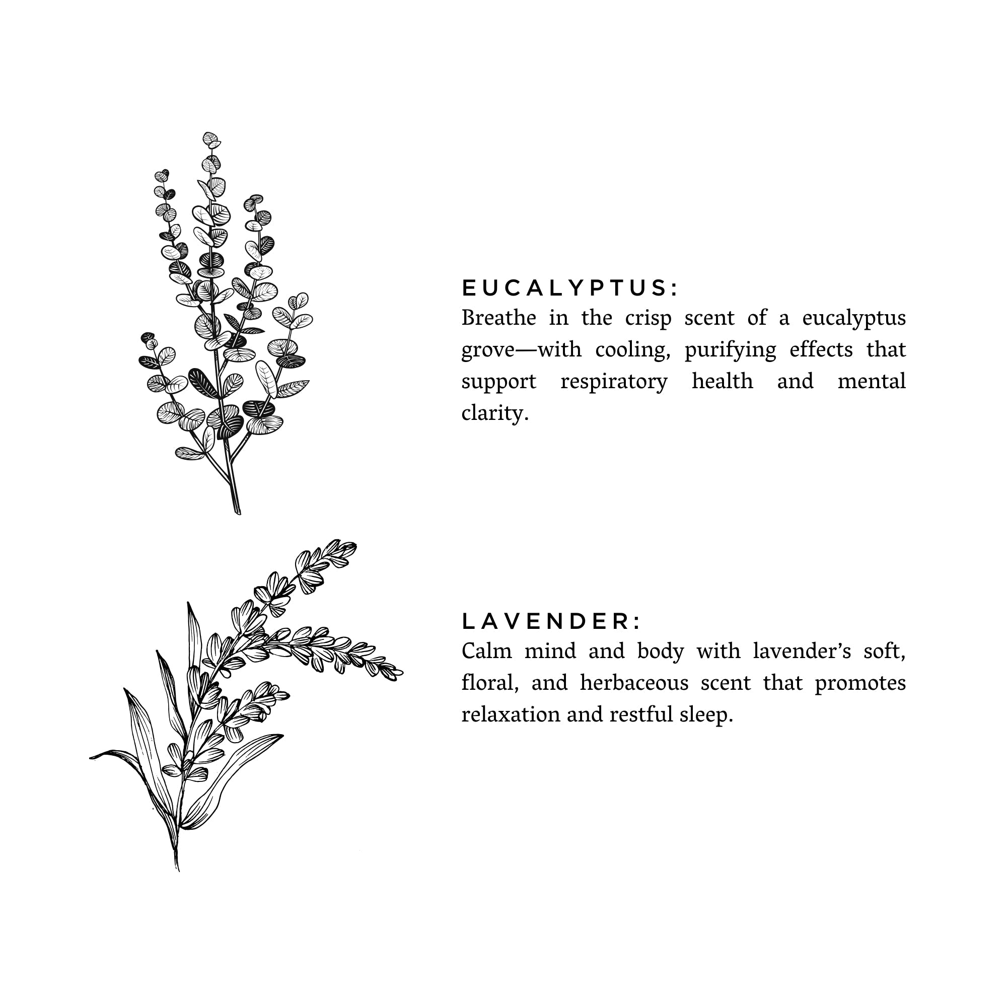 Eucalyptus + Lavender - Signature Soy Candle Slow North